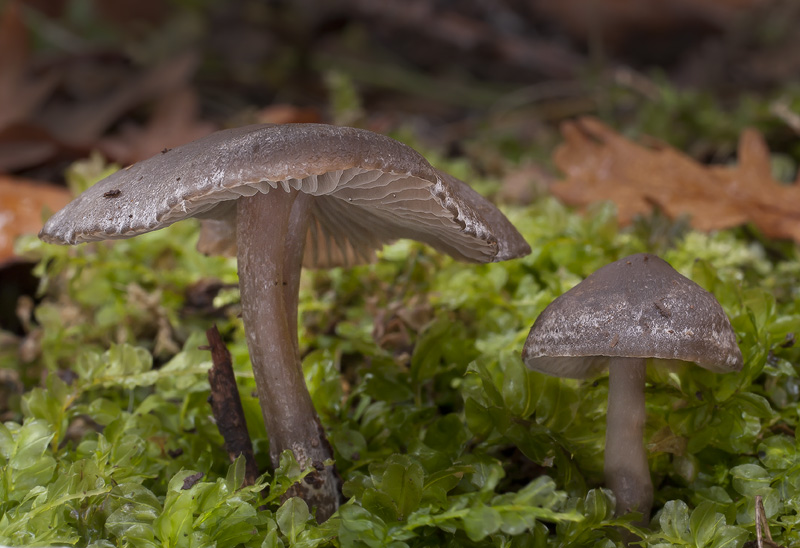 Tephrocybe rancida